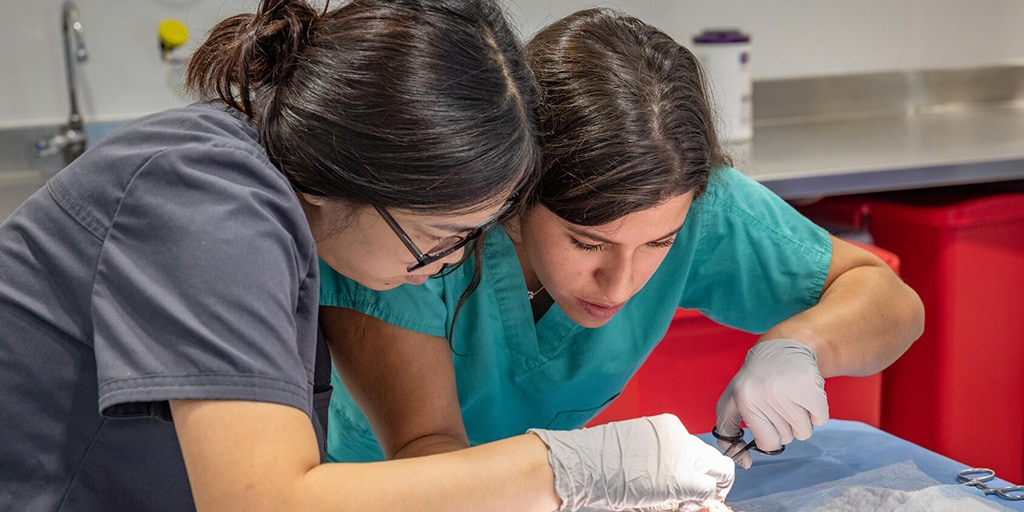 Two people from the Anesthesiology Residency program in Jacksonville, Florida, working in the lab and performing a procedure.