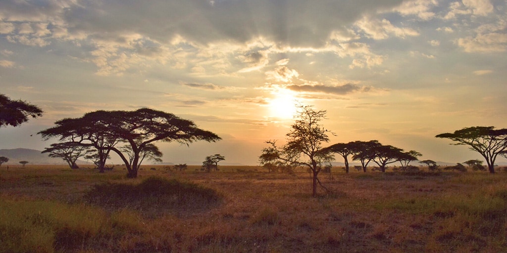 Sun shining over Tanzania landscape of open space and trees.