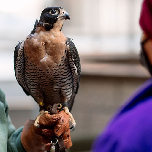A falcon perched on a gloved-hand